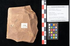 Foto (Objekt + Etikett) von Quercus palaeoilex Ettingshausen (NHMW-GEO-2024-0188-0830)